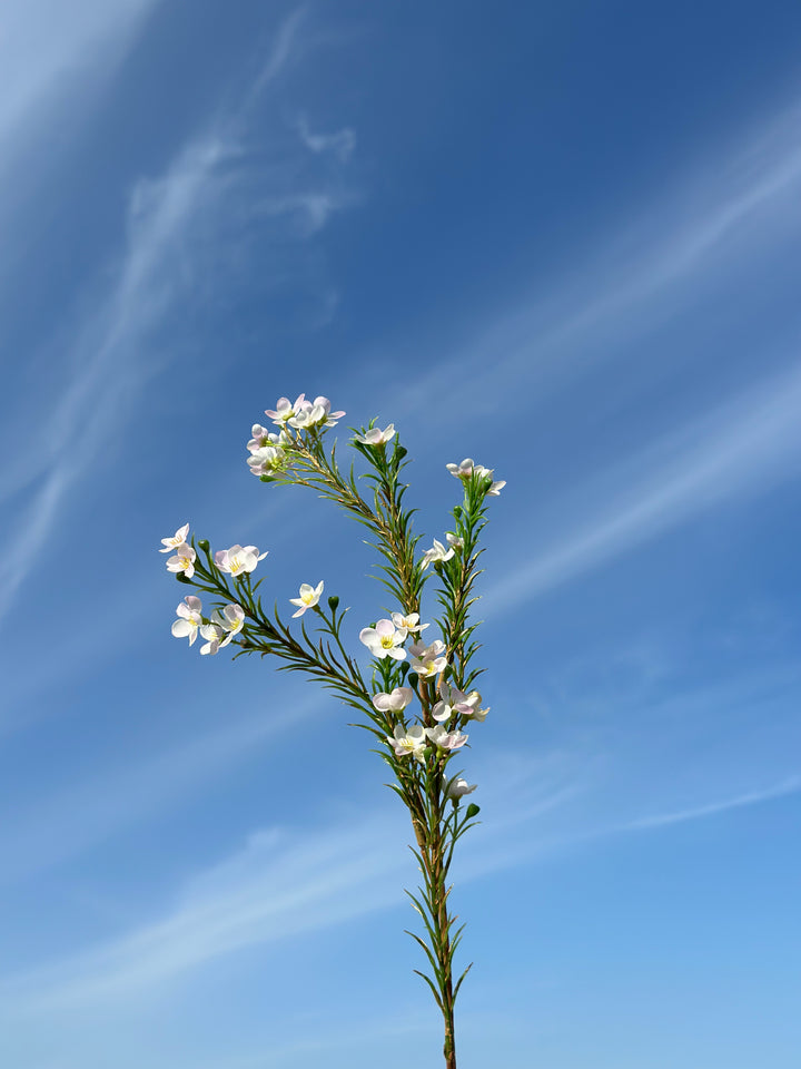 Wax flower (5 colours)