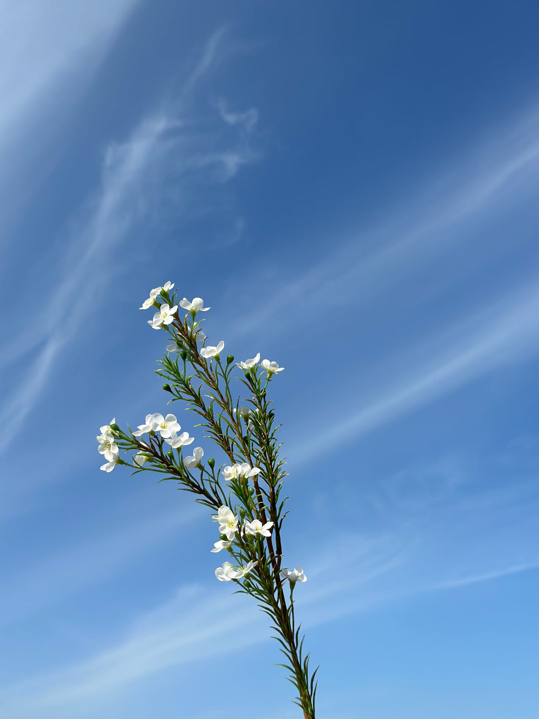 Wax flower (5 colours)