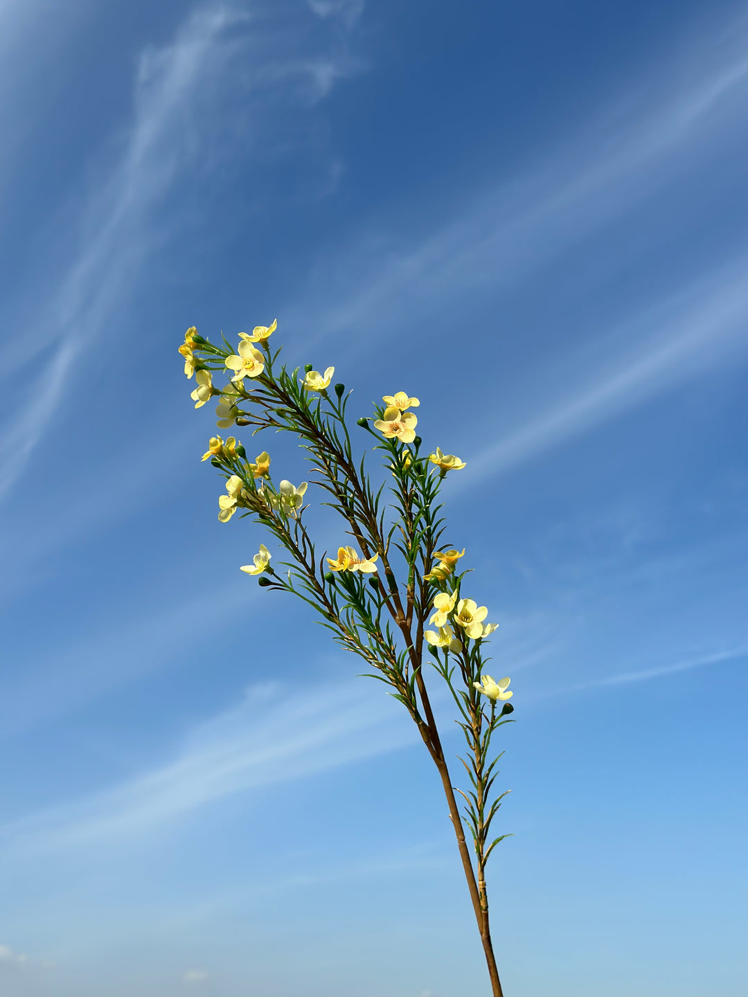 Wax flower (5 colours)