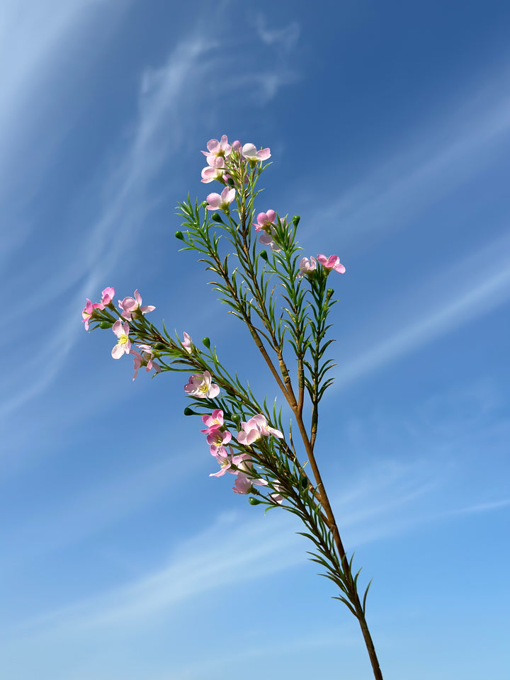 Wax flower (5 colours)